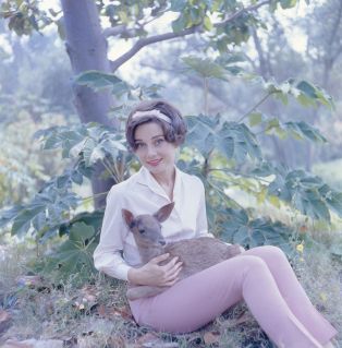 Audrey Hepburn avec "Pippin the fawn" sur ses genoux en 1958, en préparation pour le tournage du film "Vertes demeures" ("Green Mansions", Mel Ferrer, 1959)