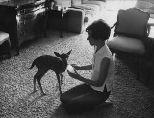 Audrey Hepburn prend soin de "Pippin the fawn" lors du tournage du film "Vertes demeures" ("Green Mansions", Mel Ferrer, 1959). Photo par Bob Willoughby, Camera Press London